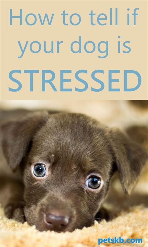 25 Signs That Your Dog Might Be Stressed The Pets Kb In 2020 Dog
