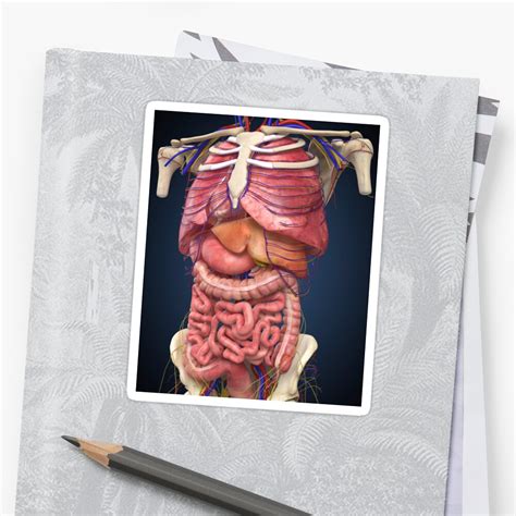 Midsection View Showing Internal Organs Of Human Body Sticker By StocktrekImages Redbubble