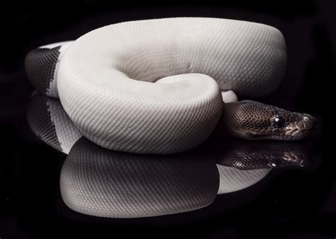 Royal Constrictor Designs Captive Bred Ball Pythons From Garrick Demeyer