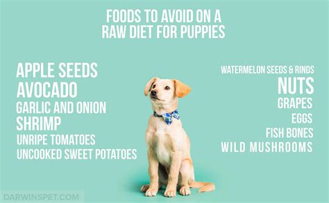 Visit our website for advice and raw feeding for puppies. Is a Raw Puppy Food Diet Right for Your Pet? | Darwin's ...