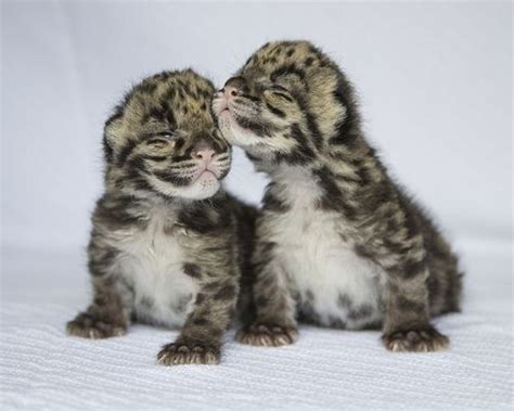 New Born Leopard Cubs Clouded Leopard Baby Animals Cute Baby Animals