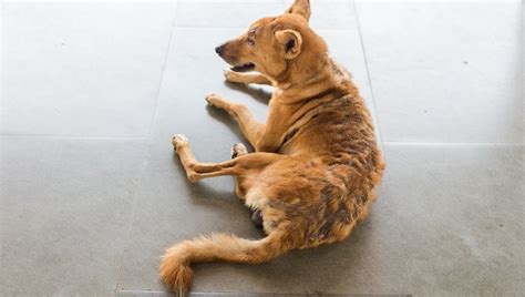 If the cats will allow. Spring Shedding: What To Do When Your Dog Loses Their ...
