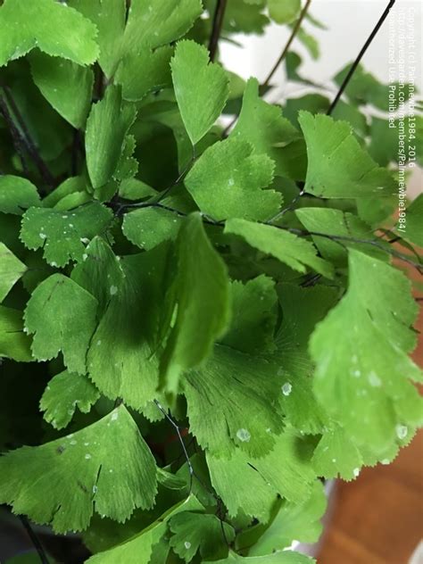 Keep them away from drafts, avoid touching. Beginner Gardening: Please help!! White scales on fern ...