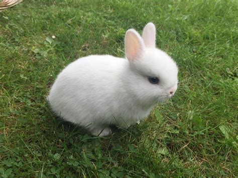 Netherland Dwarf Rabbit History Basic Health Characterstics