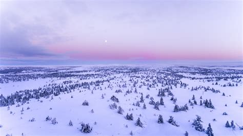 무료 이미지 하늘 겨울 눈 동결 북극의 동토대 아침 수평선 나무 되다 구름 새벽 해돋이 경치 얼음