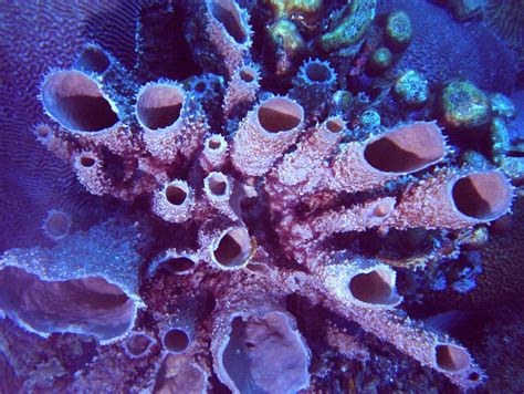 Sub Sea Systems Our World Super Spectacular Sea Sponges