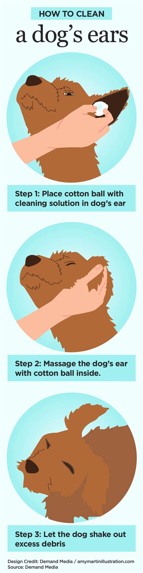 How To Clean Your Dogs Ears With Bayerexpertcare