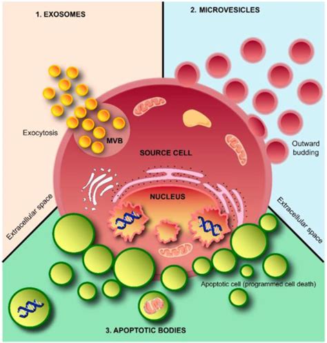 Frontiers The Delivery Of Extracellular Vesicles Loaded In