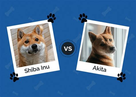 Shiba Inu Vs Akita Whats The Difference With Pictures Hepper