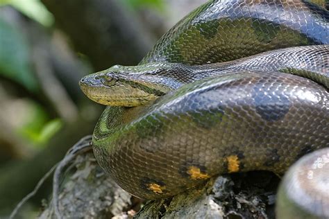 The Four Species Of Anacondas WorldAtlas