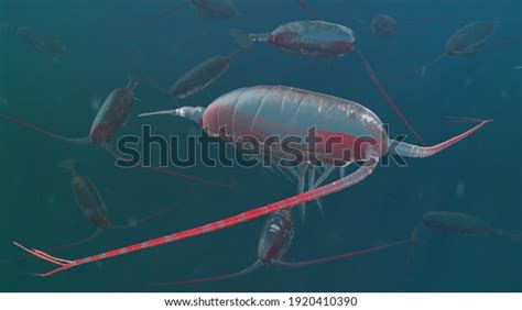 Copepod Deep Sea Crustacean Underwater Stock Illustration 1920410390