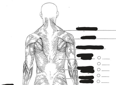 Back Muscles Diagram Quizlet