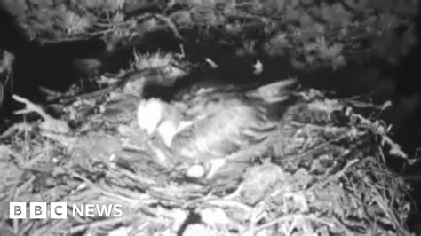 Osprey Lays First Egg Of Season At Loch Of The Lowes Nature Reserve Bbc News
