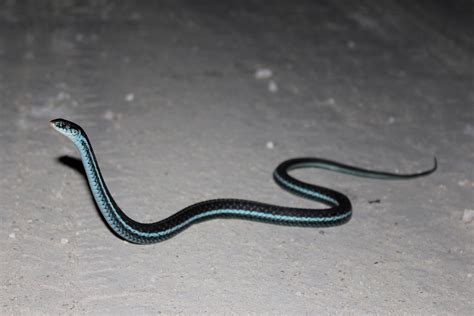 Blue Snake Species