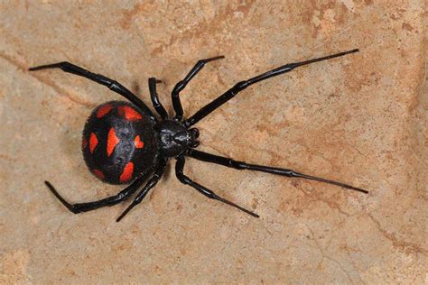 Black Widow Spider Facts Latrodectus Spiders Venom And Bite