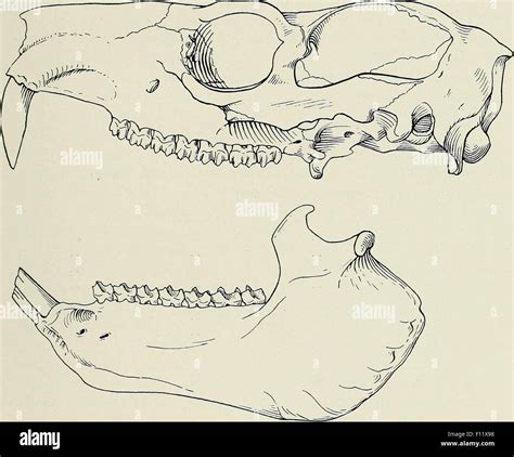 Illustration Of Mammals Skull Stock Photo Alamy