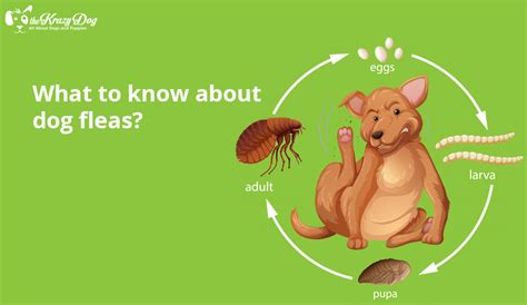 Everything You Need To Know About Fleas On Dogs Thekrazydog