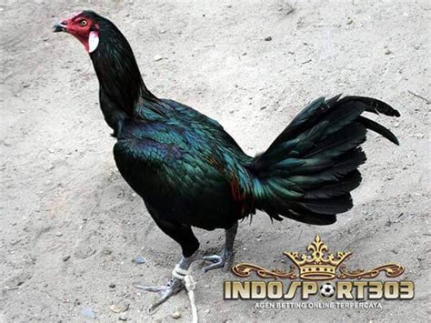 Ayam peru ( pure peruvian ) kocokan mesin obras bisnis ternak ayam aduan peru sangat menguntungkan karena harga. Ayam Petarung Peruvian gamefowl Yang Ditakuti