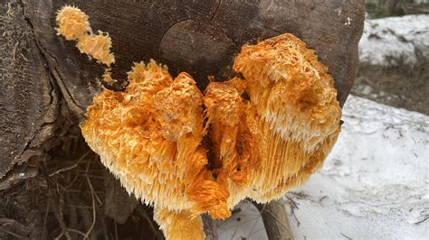 Some Interesting Fungus I Found On My Hike In Colorado Usa R