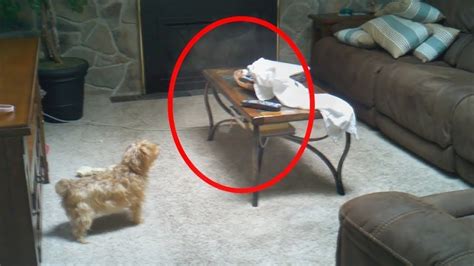15 Scary Videos When Pets Saw The Real Ghosts Youtube