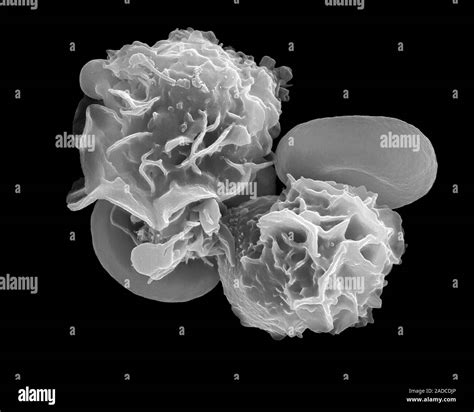 Granulocytic White Blood Cells Neutrophils And Red Blood Cells