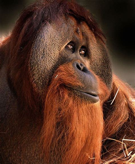 Orang Outan Pongo Orangutan Animals Wild Primates