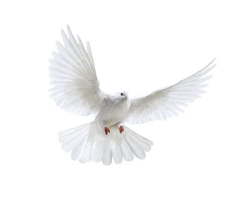 Ave Bird Paloma Pigeon White Burung Merpati Putih Animasi Hd Png My