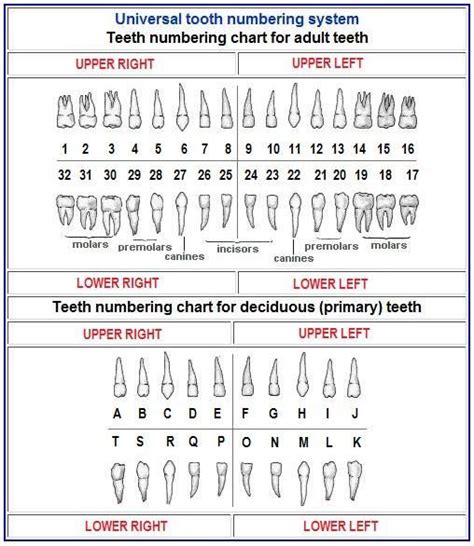 Tooth Chart With Numbers And Surfaces