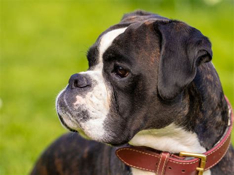Guide To Breeding Boxer Dogs Uk Pets