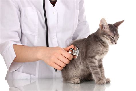 Veterinarian Provides Pets Cancer Warning Signs Pet Health Las Vegas