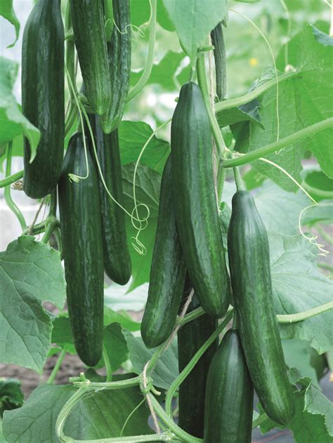 Cucumbers are a type of edible plant that belongs to the gourd family. Femspot F1 | Cucumber Seeds | Kings Seeds