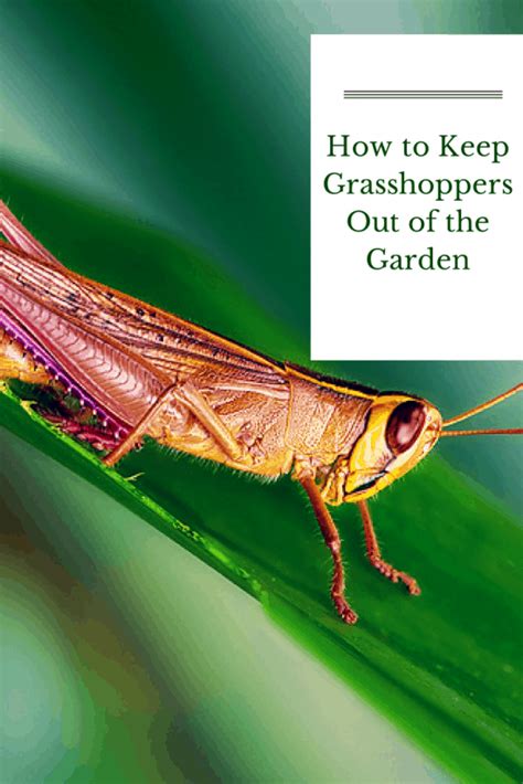 How To Get Rid Of Grasshoppers In The Garden