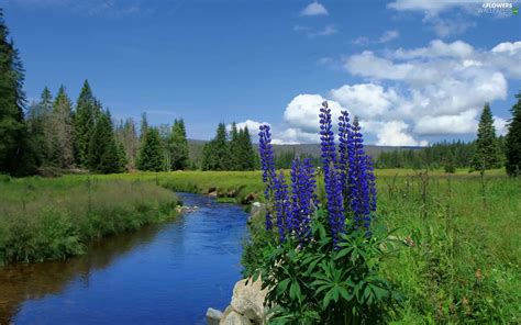 River Mountains Flowers Woods Flowers Wallpapers 1920x1200