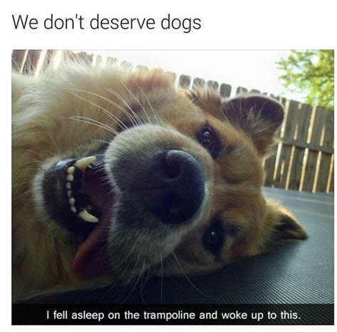 20 Dog Memes That Will Definitely Put A Smile On Your Face