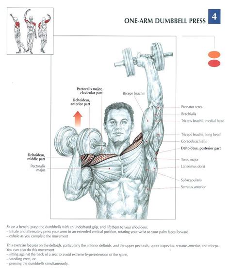 Start studying back & shoulder muscles. Female Shoulder Muscles Diagram - Pin on Exercise : The human shoulder is made up of three bones ...