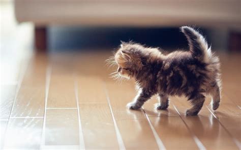 We did not find results for: Fluffy Kitten Wallpaper Phone Free Download (With images) | Fluffy cat, Kitten wallpaper, Fluffy ...