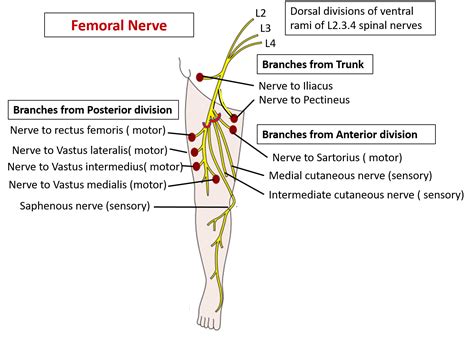 Femoral Nerve Pain