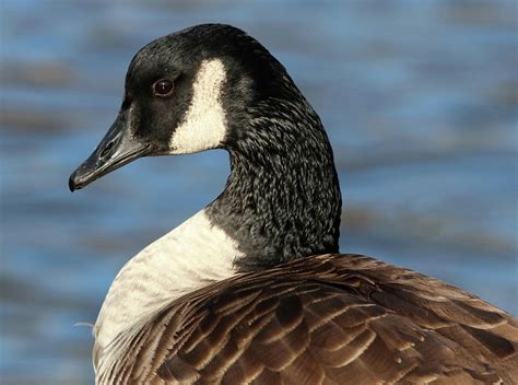 The Canadian Goose Photograph By Barbara Elizabeth Fine Art America