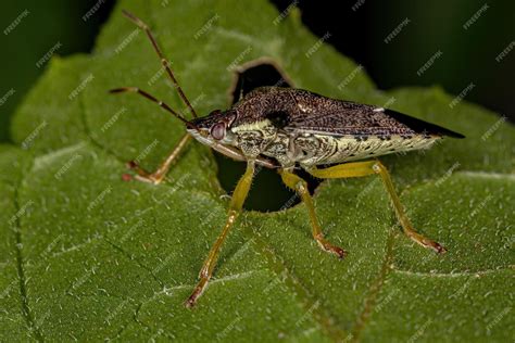 Premium Photo Adult Predatory Stink Bug Of The Species Podisus
