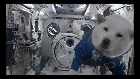 Space Dog S Tenor