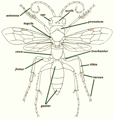 Insects Of Britain And Ireland Hymenoptera General Morphology Upper