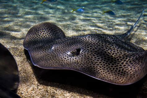 Freshwater Stingray A Care Guide For This Impressive Species