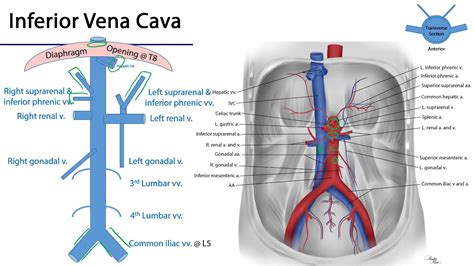 Inferior Vena Cava M1 Duodenum Pancreas And Abdominal Aorta YouTube