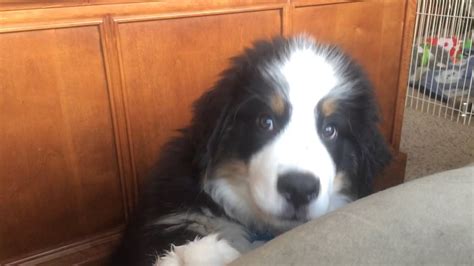 12 Week Old Bernese Mountain Dog Puppy Begging Youtube