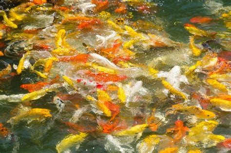 Koi Carp In A Pond Stock Image Image Of Landscaping 41095947