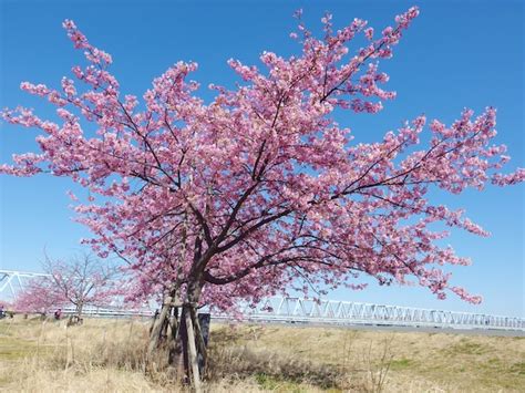 Hermoso árbol De Japón Sakura Foto Premium