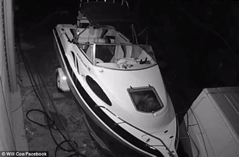 Amorous Thieves Filmed Having Sex Inside A Boat In Cairns Daily Mail Online