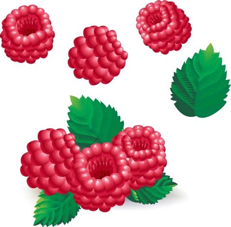 Raspberry vector free vector download (41 Free vector) for commercial
