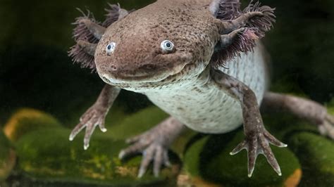 How Some Salamanders Regrow Their Limbs Science Aaas