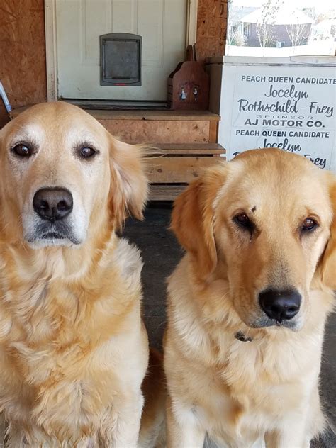 Golden retriever puppies ready for their forever home. Golden Retriever Puppies For Sale | Anna, IL #170607